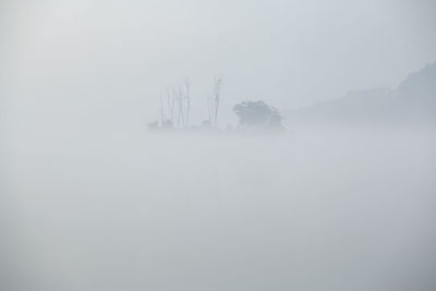 Trees in foggy weather