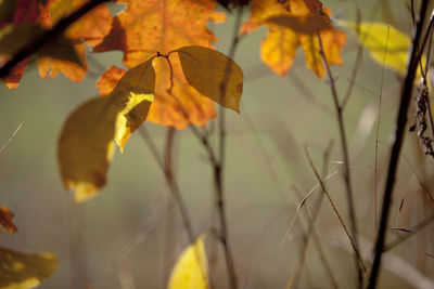 Close-up of plant during autumn