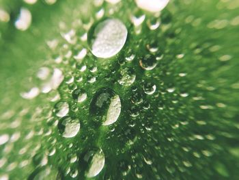 Close-up of water drops on leaf