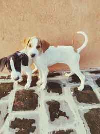 Portrait of puppy on wall
