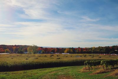 Scenic view of field against sky