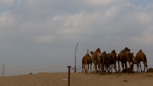 Panoramic view of horses on beach