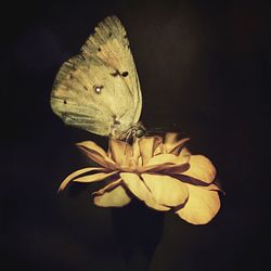 Close-up of butterfly on flower against black background