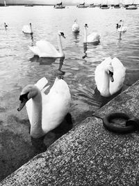 Birds in water