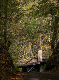 Bridge in forest