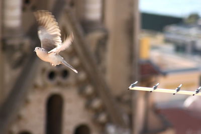 Dove flying against building