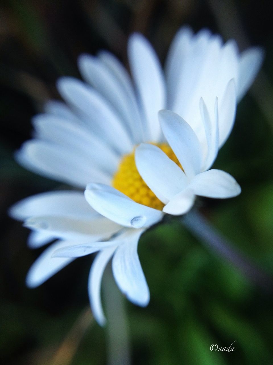 flower, petal, freshness, flower head, white color, fragility, growth, close-up, beauty in nature, focus on foreground, single flower, nature, blooming, white, pollen, selective focus, in bloom, plant, stamen, stem