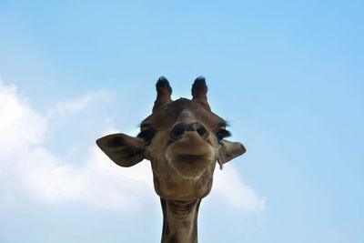 Low angle view of a horse against sky