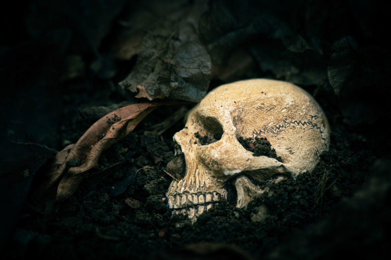 CLOSE-UP OF ANIMAL SKULL IN THE BACKGROUND