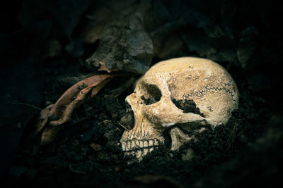 Close-up of animal skull