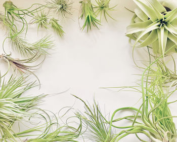 Flat lay of a variety of air plants. backgrounds/copy space