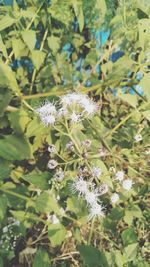 Close-up of white flowering plant