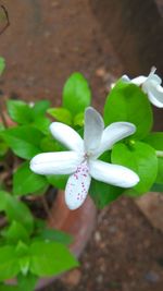 Close-up of flowers blooming outdoors