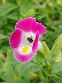 Close-up of bee on pink flower