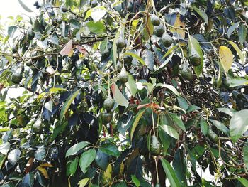 Low angle view of fruits growing on tree