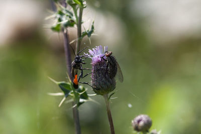 Close-up of insect on purple flower