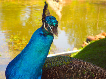 Close-up of peacock perching on wood