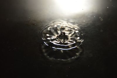 High angle view of duck swimming in lake