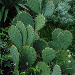 Natural plant background of prickly pear cactus in botanical garden. side view. square format