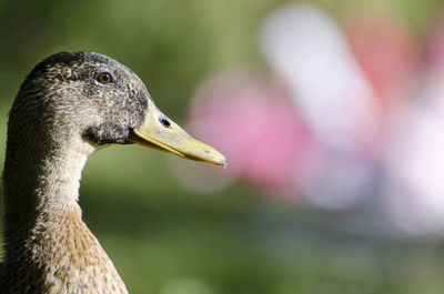 Close-up of duck looking away