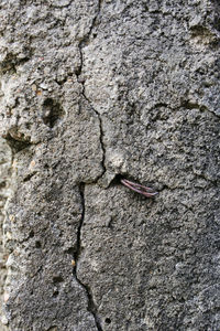 Close-up of a tree trunk