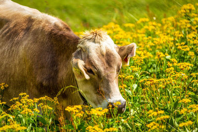 Cow standing in a field