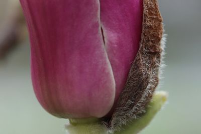 Close-up of pink flower bud