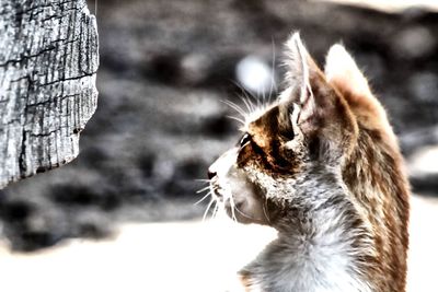 Close-up of cat