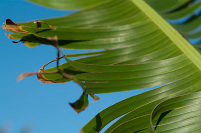 Close-up of leaves