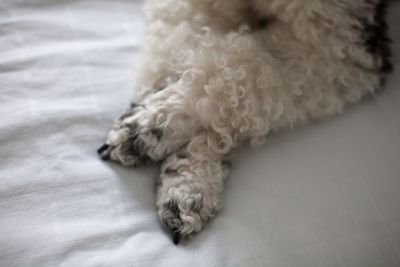 Close-up of a dog