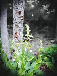 Close-up of plant on tree trunk