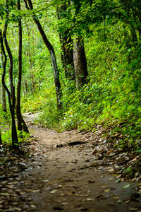 Footpath amidst trees in forest