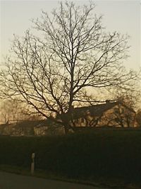 Bare trees against the sky