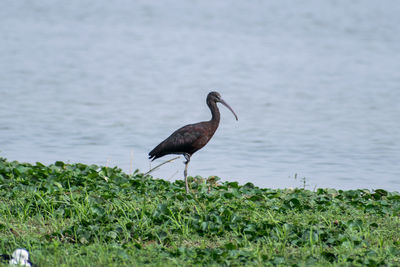 Bird in a lake