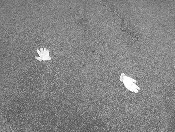 High angle view of bird on road