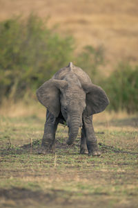 Elephant standing on field