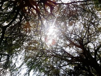 Low angle view of trees against sky