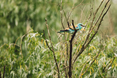 Bird perching on a plant