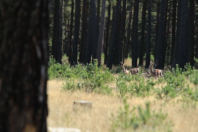 View of a forest