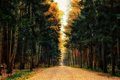 Footpath amidst trees during autumn