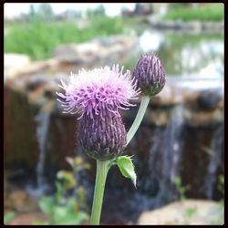 Close-up of purple flowers