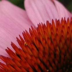 Close-up of flowers against blurred background