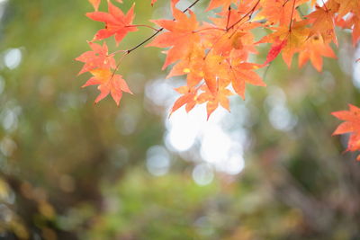 Close-up of maple leaves on tree