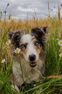 Portrait of a australian shepherd on field