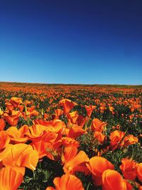 Scenic view of flowering field against clear blue sky