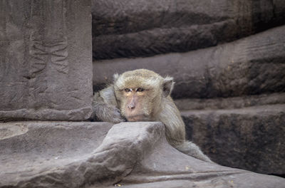 Monkey sitting on rock in zoo