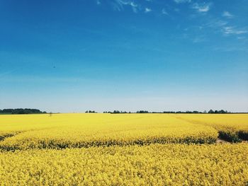 Scenic view of field against clear blue sky