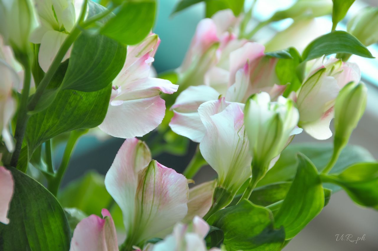 CLOSE-UP OF FRESH PINK FLOWERING PLANTS