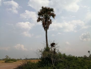 Trees on field against sky