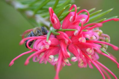 Close-up of red flower blooming outdoors